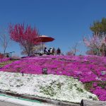 恵那峡の里　2017　芝桜