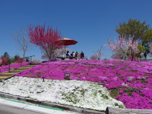 恵那峡の里　2017　芝桜