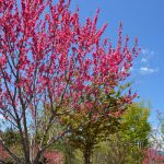 恵那峡の里2017年4月28撮影　花桃