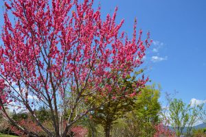 恵那峡の里2017年4月28撮影　花桃